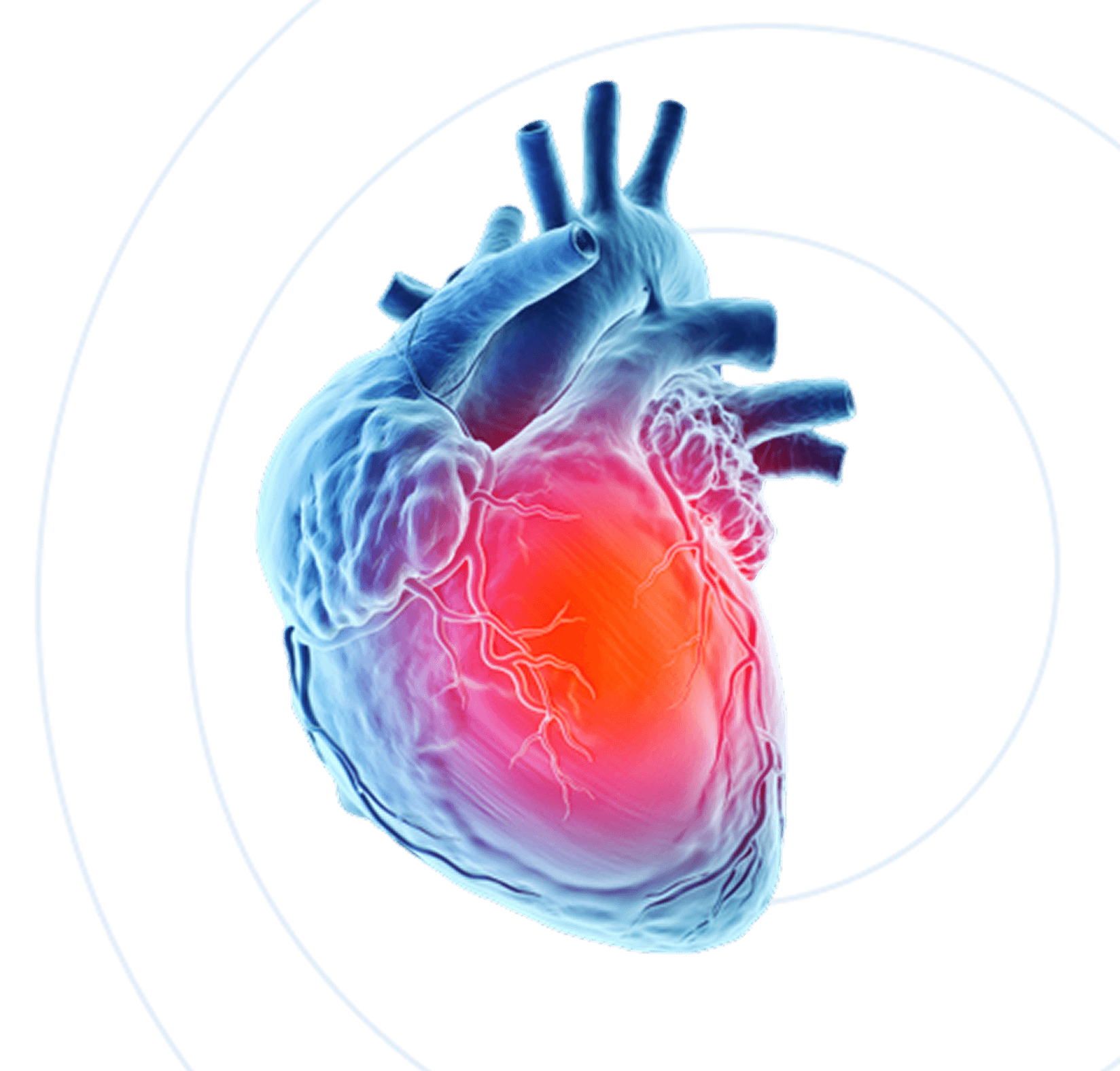 Heart & Blood Pressure