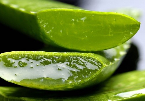 Aloe Vera And Its Surprising Benefits