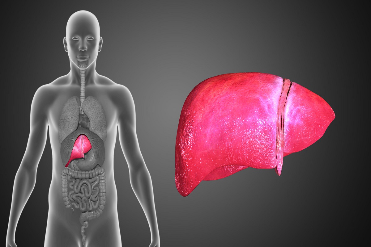 How To Fix A Fatty Liver?