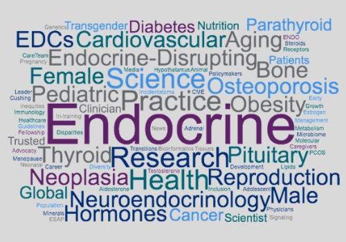 Role Of The Endocrine System In Erectile Function