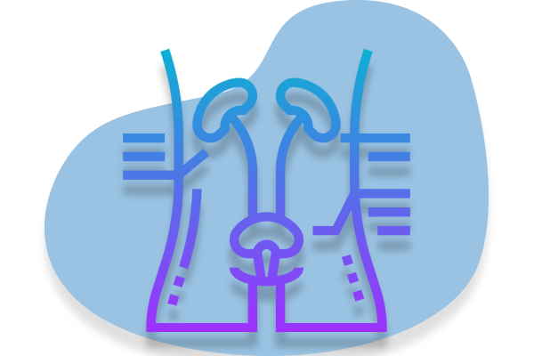Urinary system function